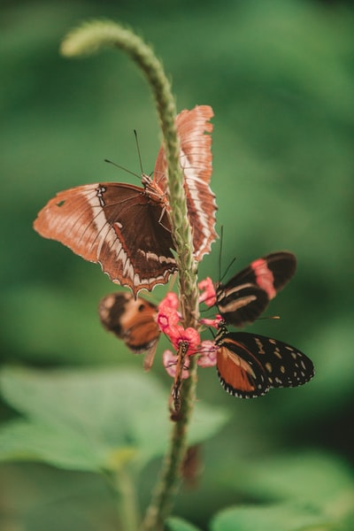 三只棕色蝴蝶的微距摄影